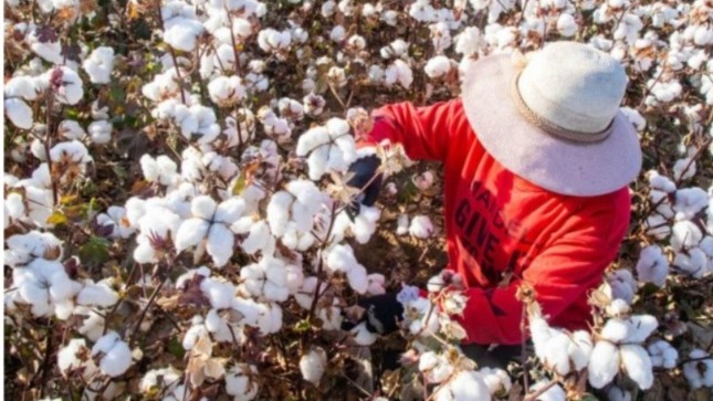 GORE promueve recuperación del cultivo de algodón con acompañamiento y asistencia técnica a productores