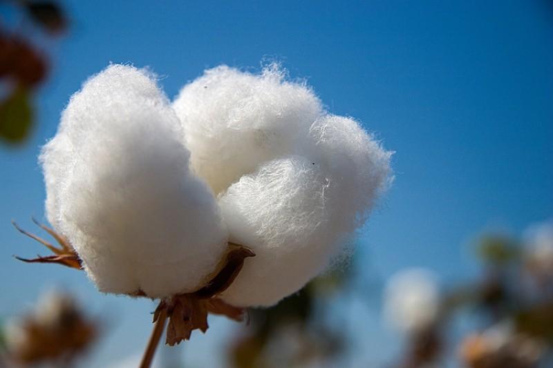 GORE promueve recuperación del cultivo de algodón con acompañamiento y asistencia técnica a productores
