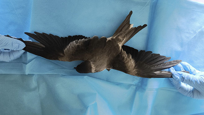 golondrina