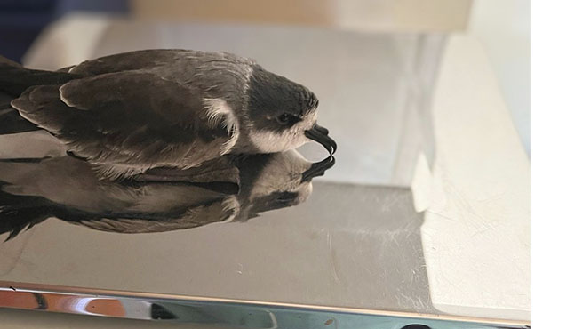 golondrina