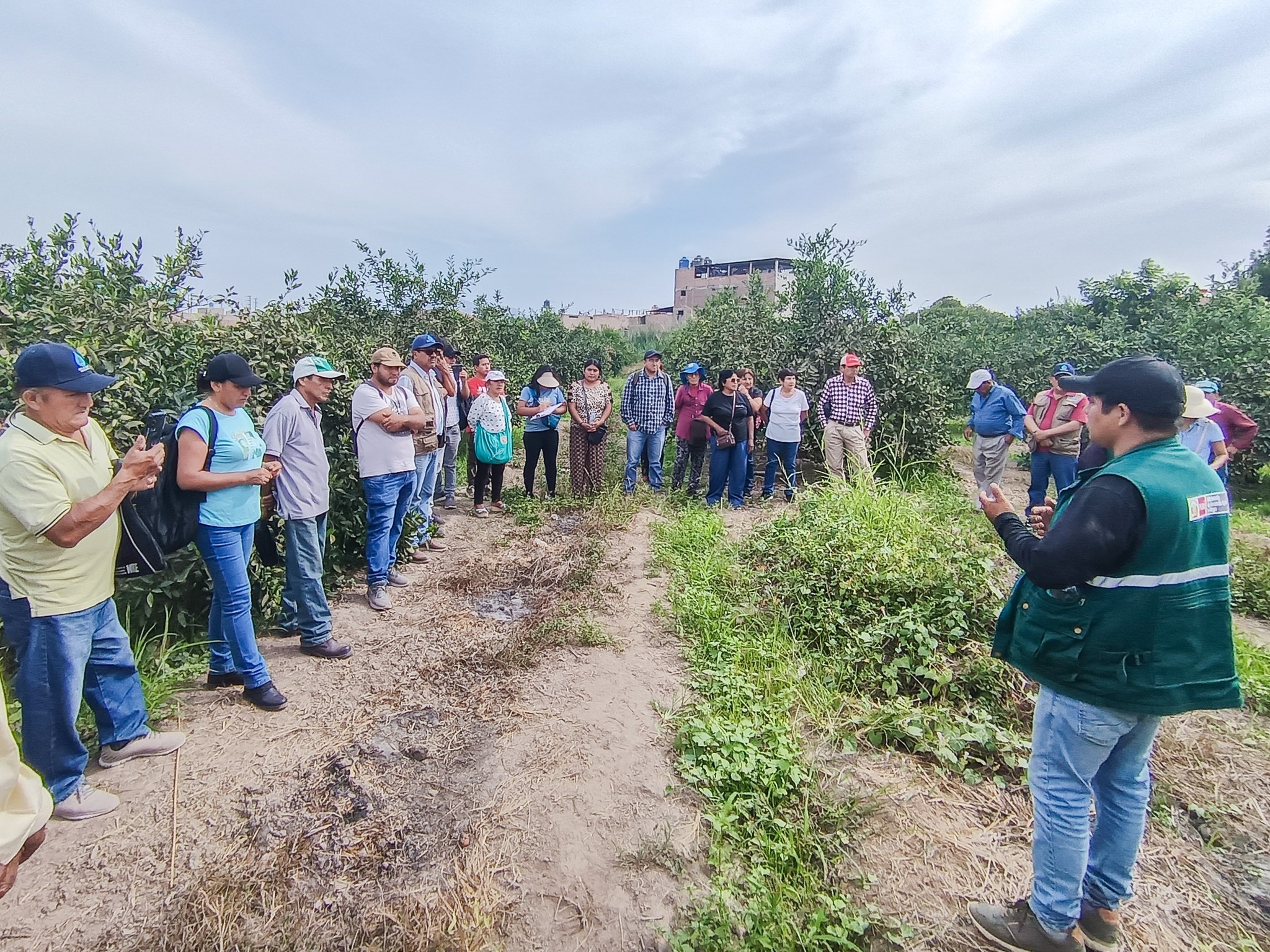 Poda y monitoreo de mosca de la fruta en el cultivo de frambuesa
