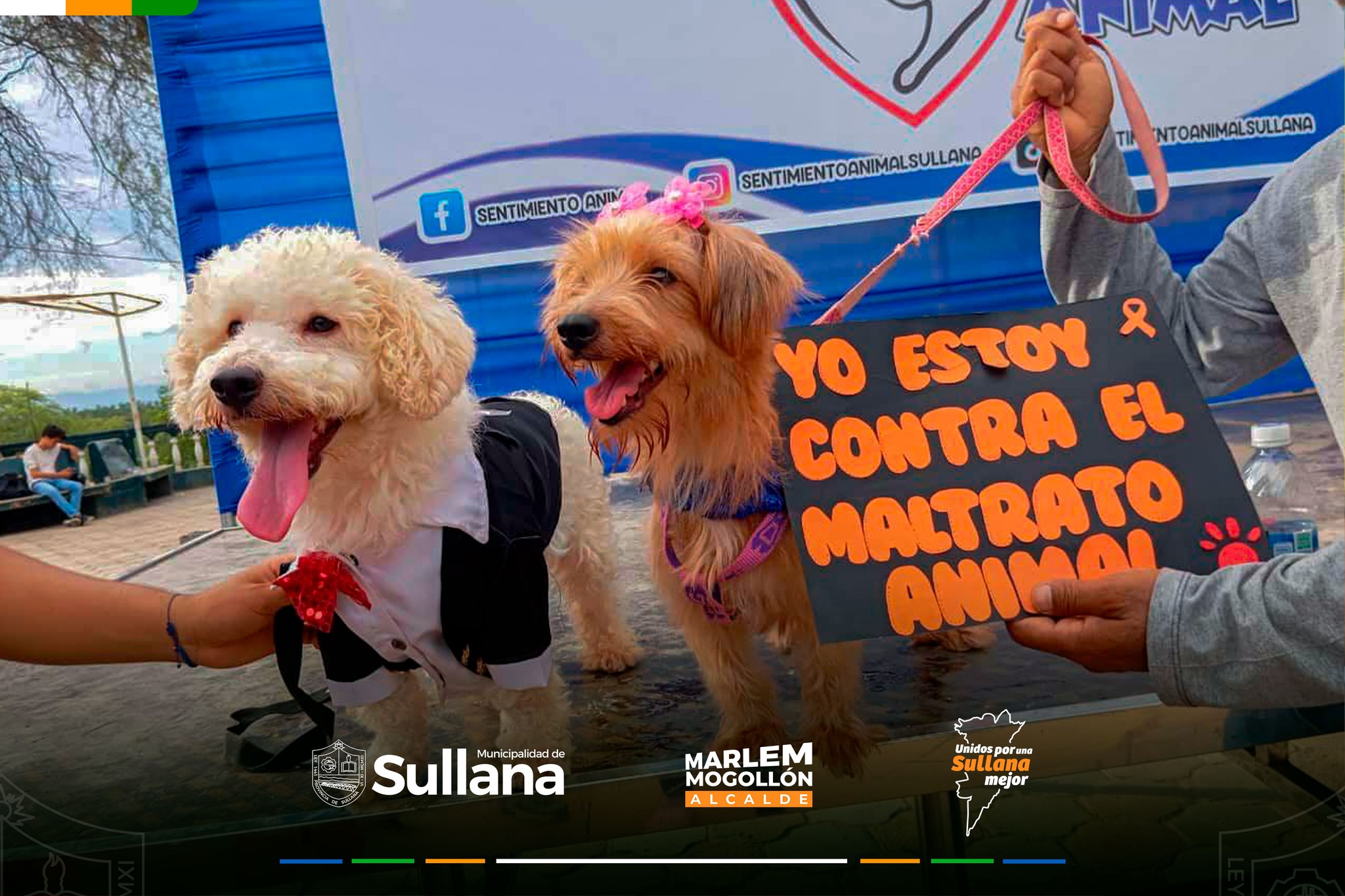 Sullana: Mascotas encontraron un hogar en exitosa jornada de adopción