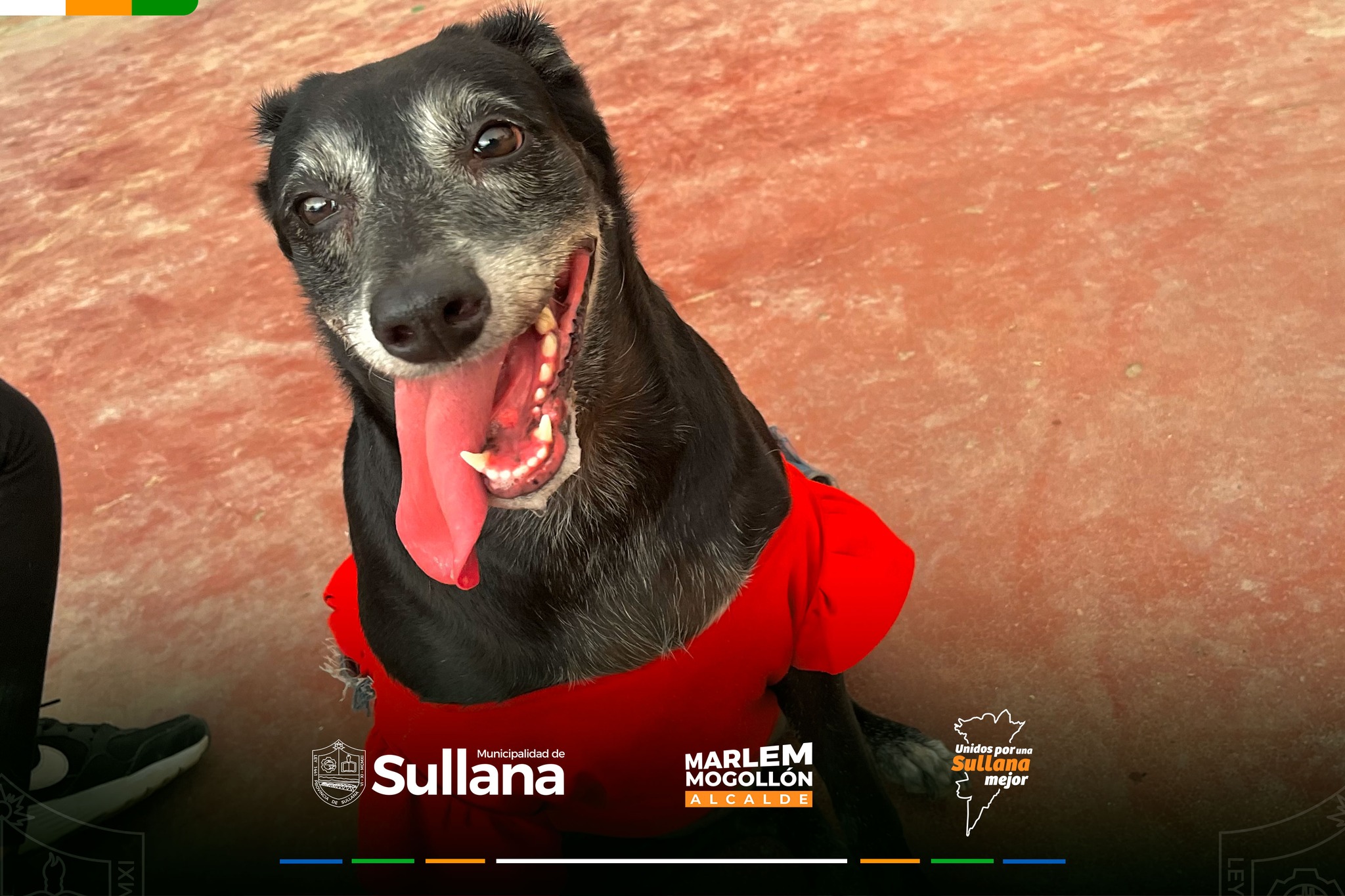 Sullana: Mascotas encontraron un hogar en exitosa jornada de adopción