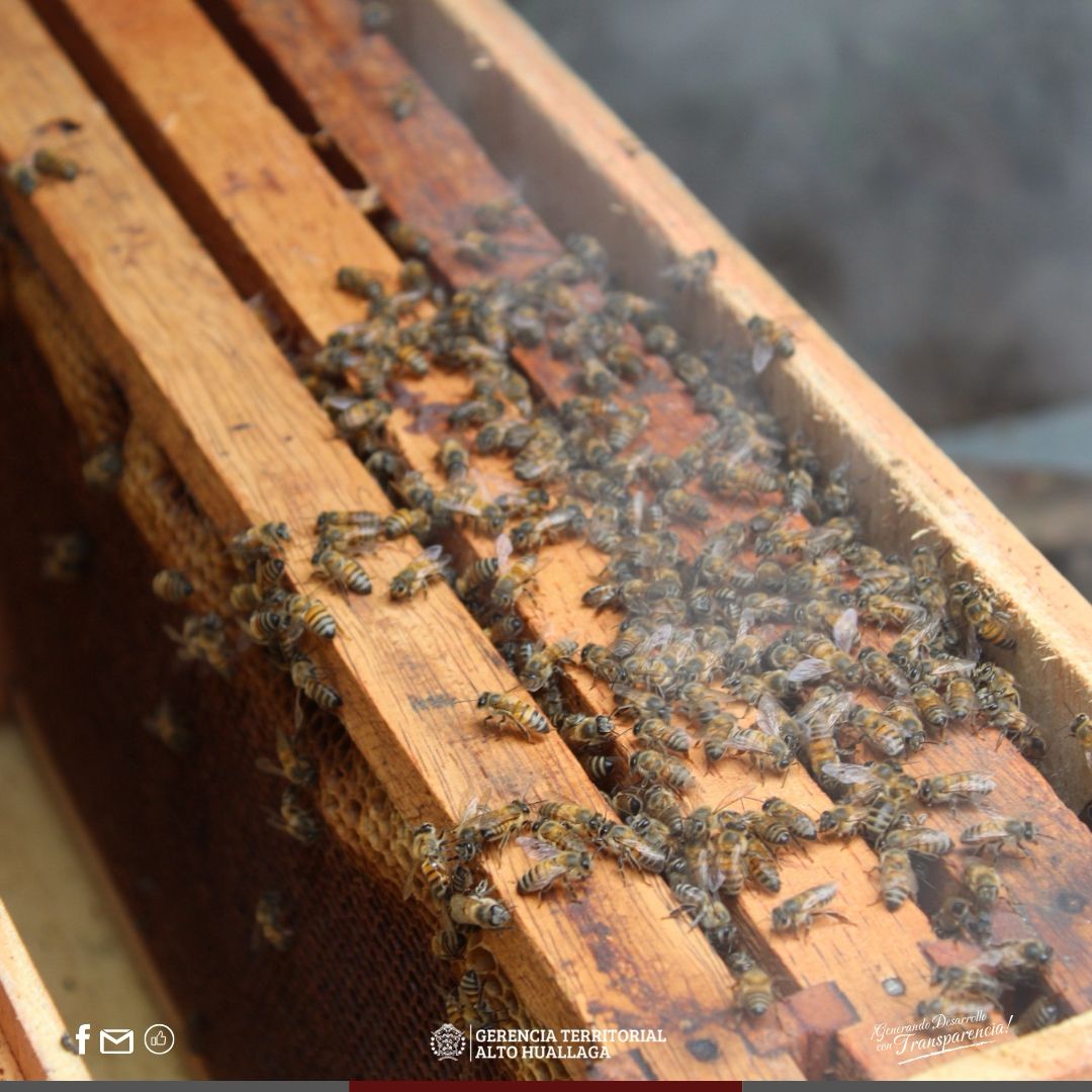 abeja