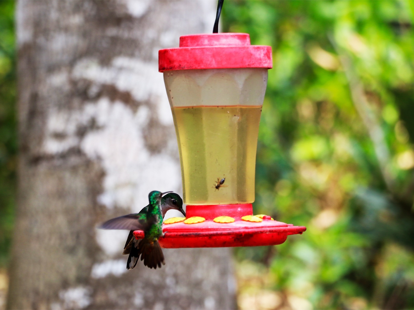 Cuenta con un observatorio de colibrís, donde hasta 23 especies pueden ser avistadas en su hábitat natural. Entre ellas destaca la Coqueta de cabeza rufa, un pequeño tesoro alado que revolotea entre los arbustos con su elegante plumaje.
