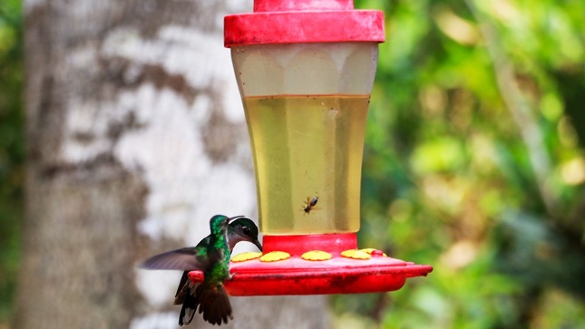 Cuenta con un observatorio de colibrís, donde hasta 23 especies pueden ser avistadas en su hábitat natural. Entre ellas destaca la Coqueta de cabeza rufa, un pequeño tesoro alado que revolotea entre los arbustos con su elegante plumaje.