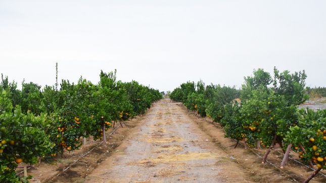 Mandarinas de exportación se siembran en el Centro de Reconversión Agroganadera.
