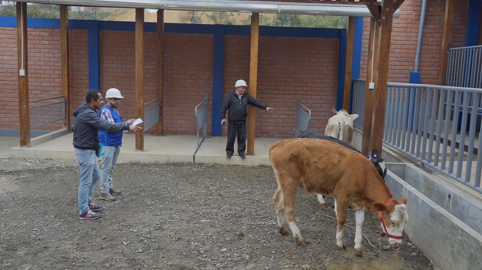 ecnológico de Huarmaca estrena galpones para mejorar formación de estudiantes en crianza de animales