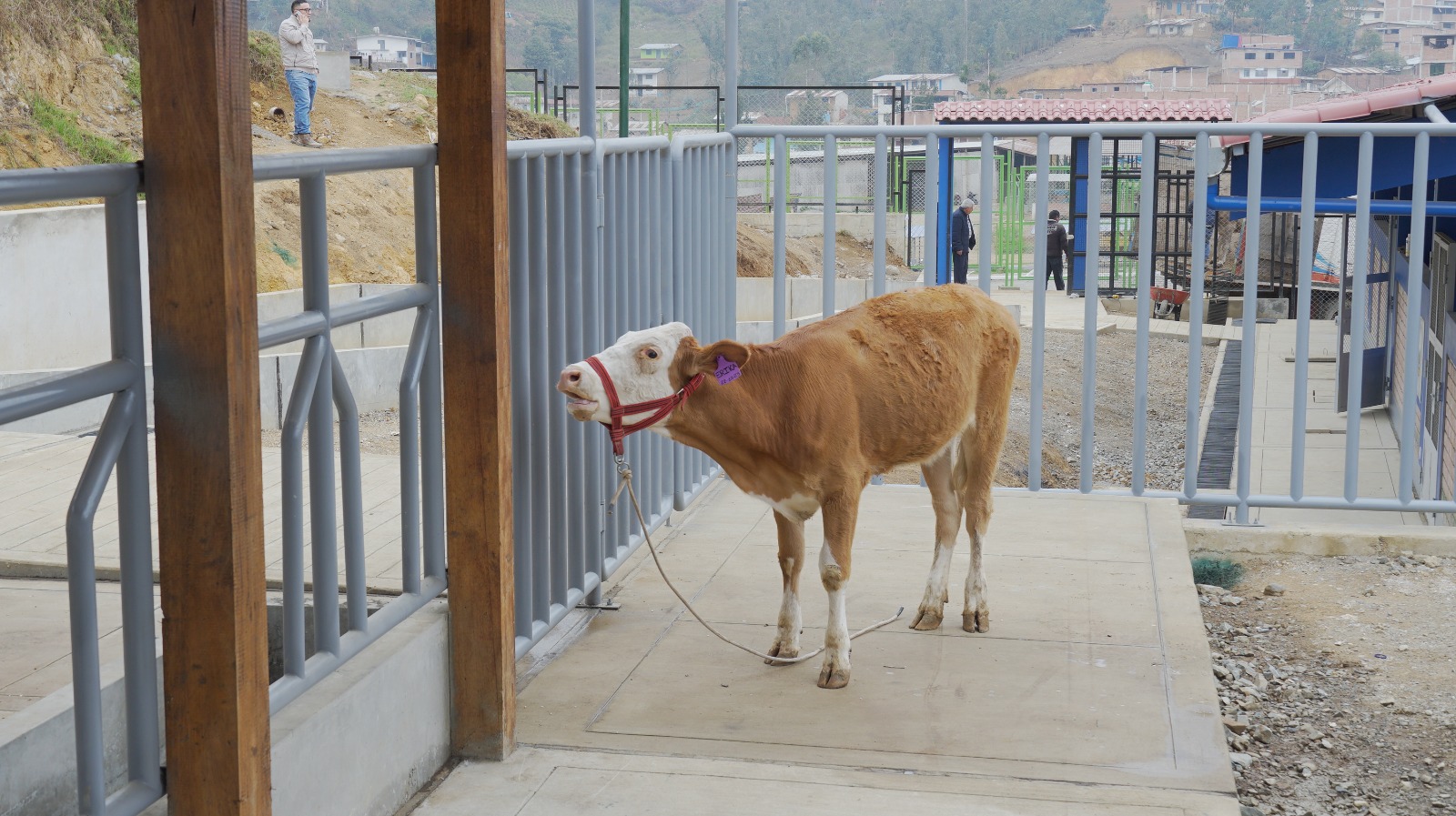 ecnológico de Huarmaca estrena galpones para mejorar formación de estudiantes en crianza de animales