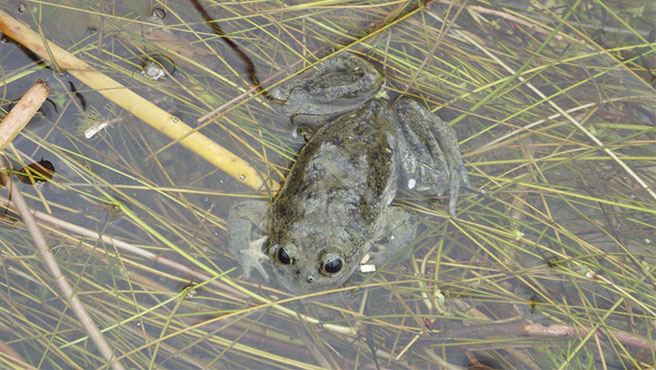 anfibios