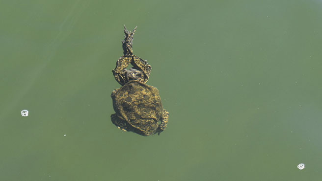 anfibios