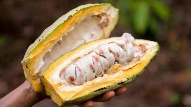 Junín encabeza el registro de estas herramientas, para proteger una rica diversidad de productos emblemáticos como el café aromático, el cacao, entre otros.

