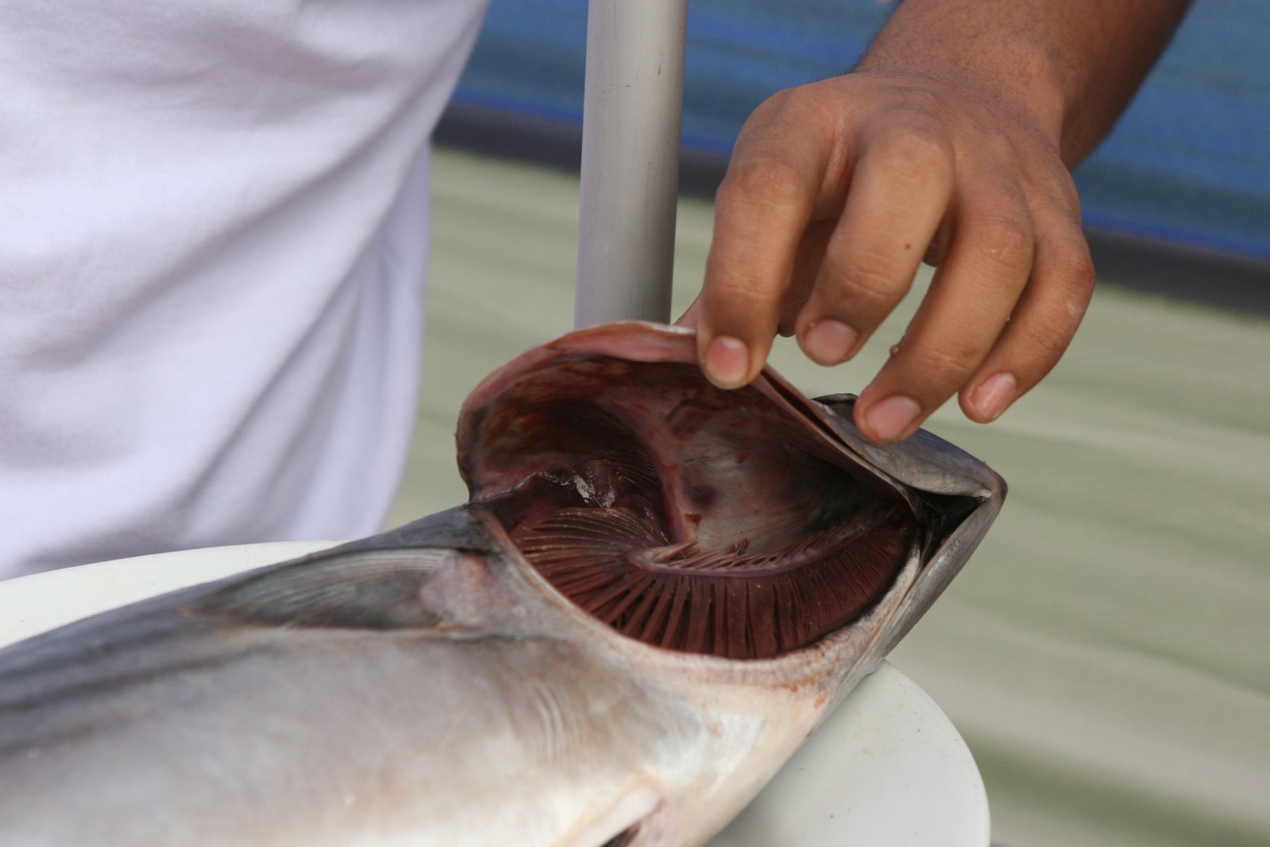 Productos marinos en mal estado