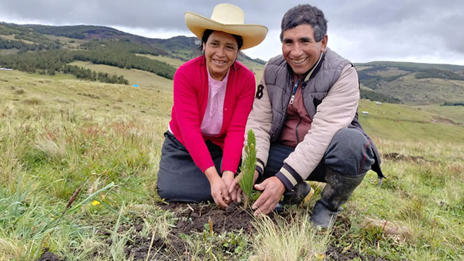 incentivos forestales