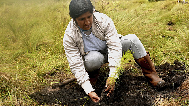 incentivos forestales