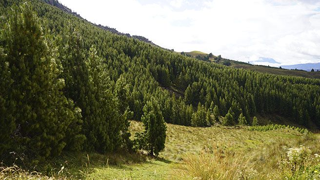 incentivos forestales