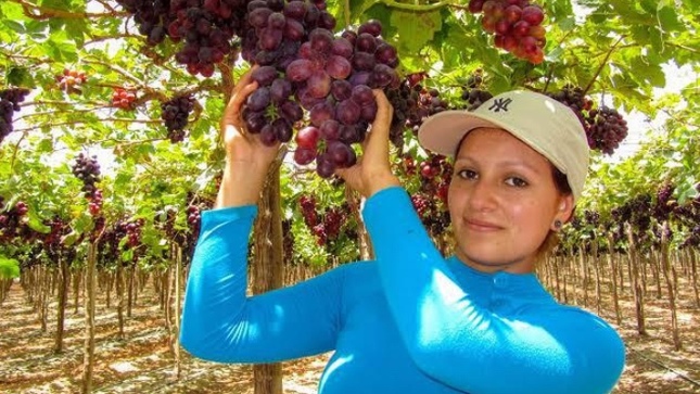 Agroexportaciones