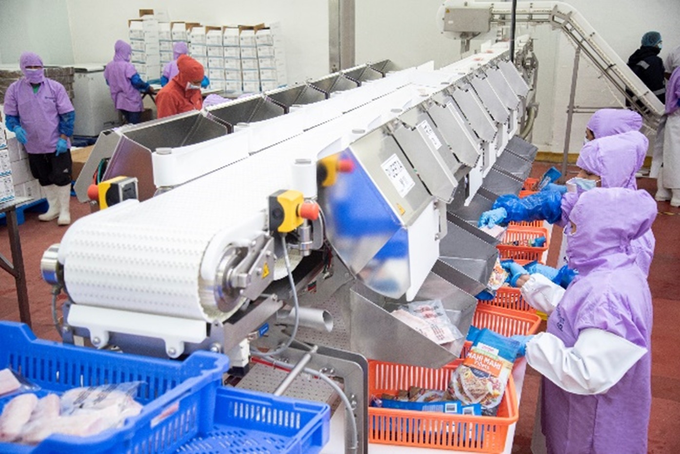 Piura exporta más de 9 mil toneladas de pescado y pota a Europa y Japón, con apoyo del GORE