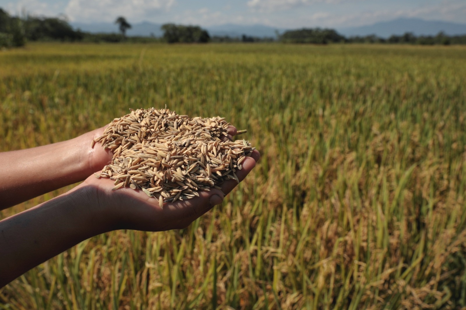 El programa busca optimizar las prácticas agrícolas en las provincias de la región San Martín, promoviendo un manejo sostenible y eficiente de los recursos naturales.