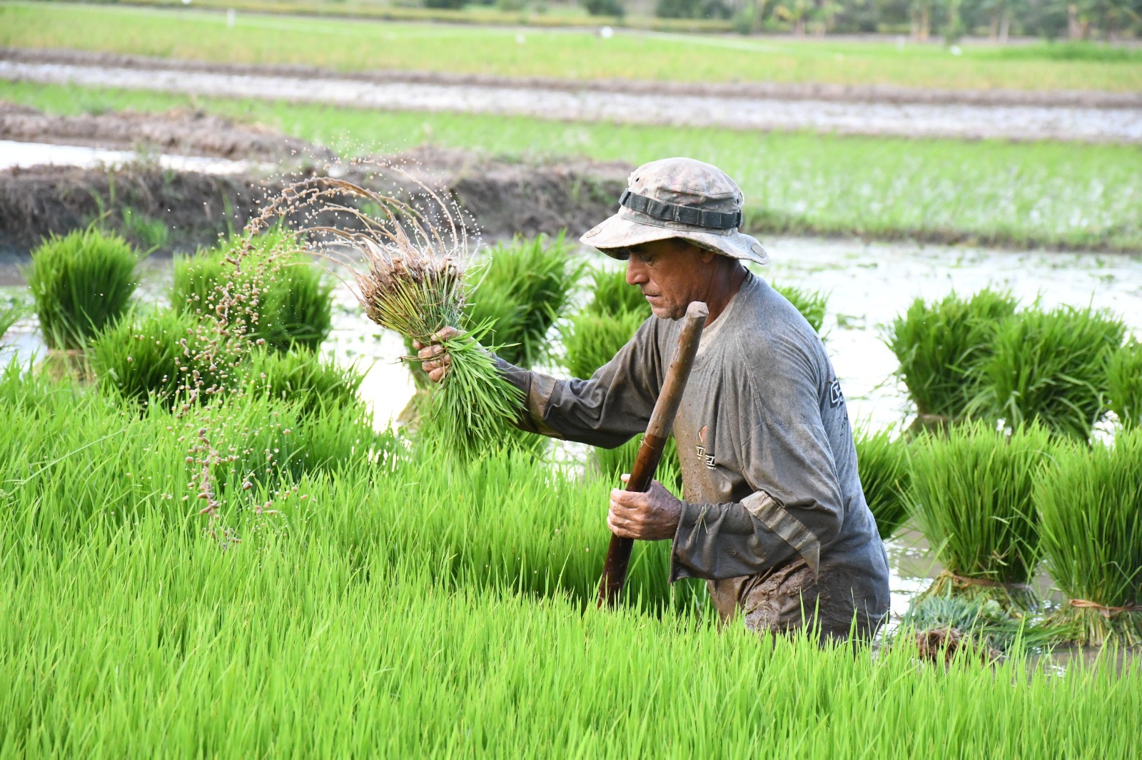 Con el respaldo técnico de especialistas y la participación activa de los agricultores, el programa se posiciona como una herramienta clave para garantizar la rentabilidad, sostenibilidad del cultivo de arroz y responde a los desafíos actuales de la agricultura, como el impacto del cambio climático y el uso adecuado de insumos.