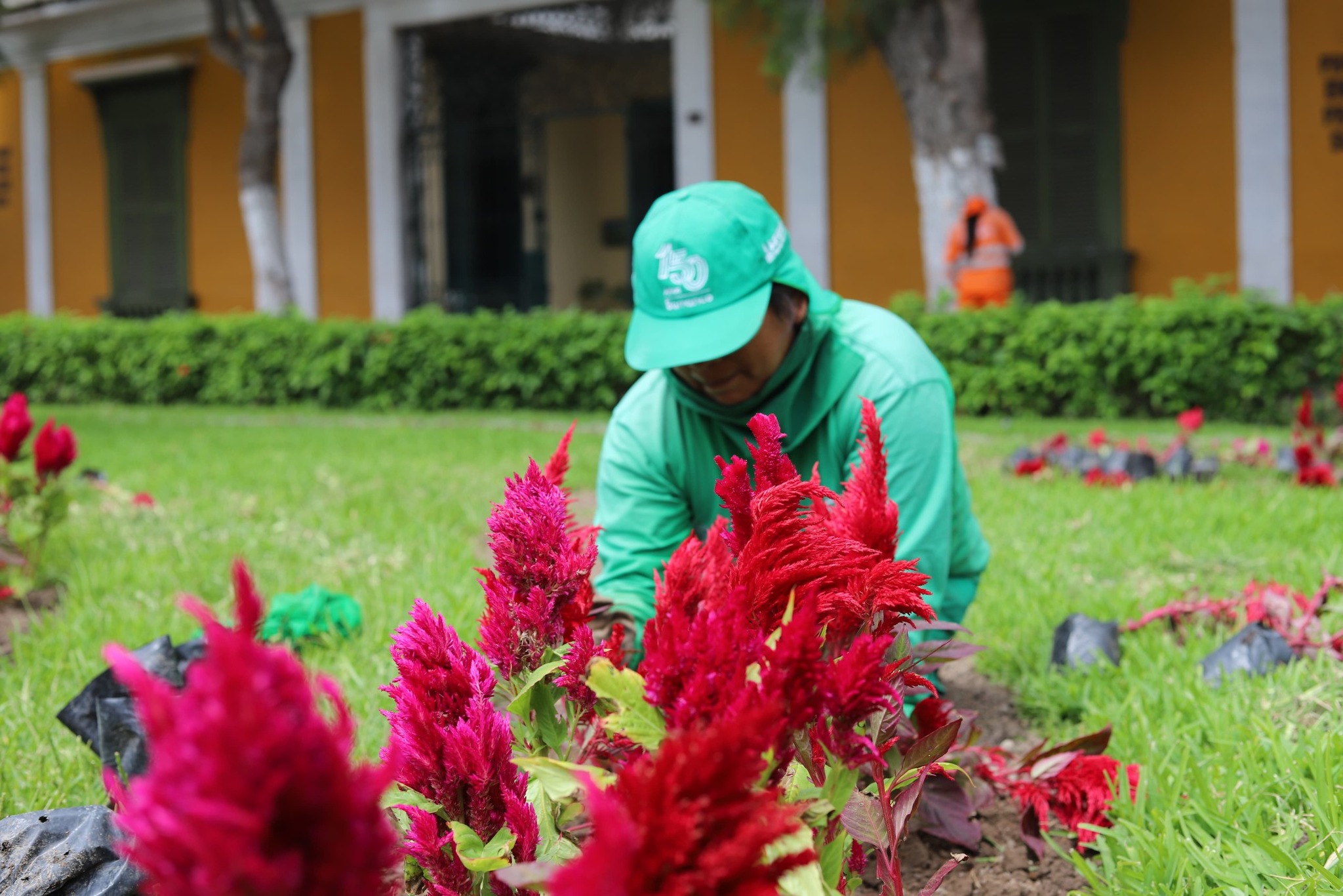 Plantas del Vivero Municipal de Barranco