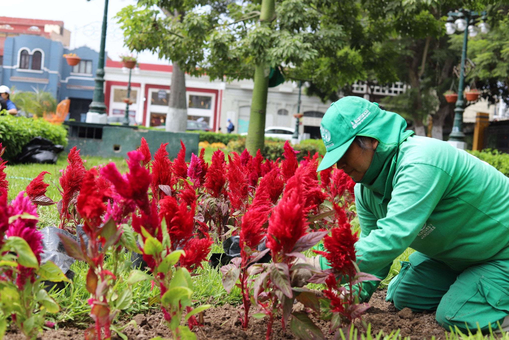 Plantas del Vivero Municipal de Barranco