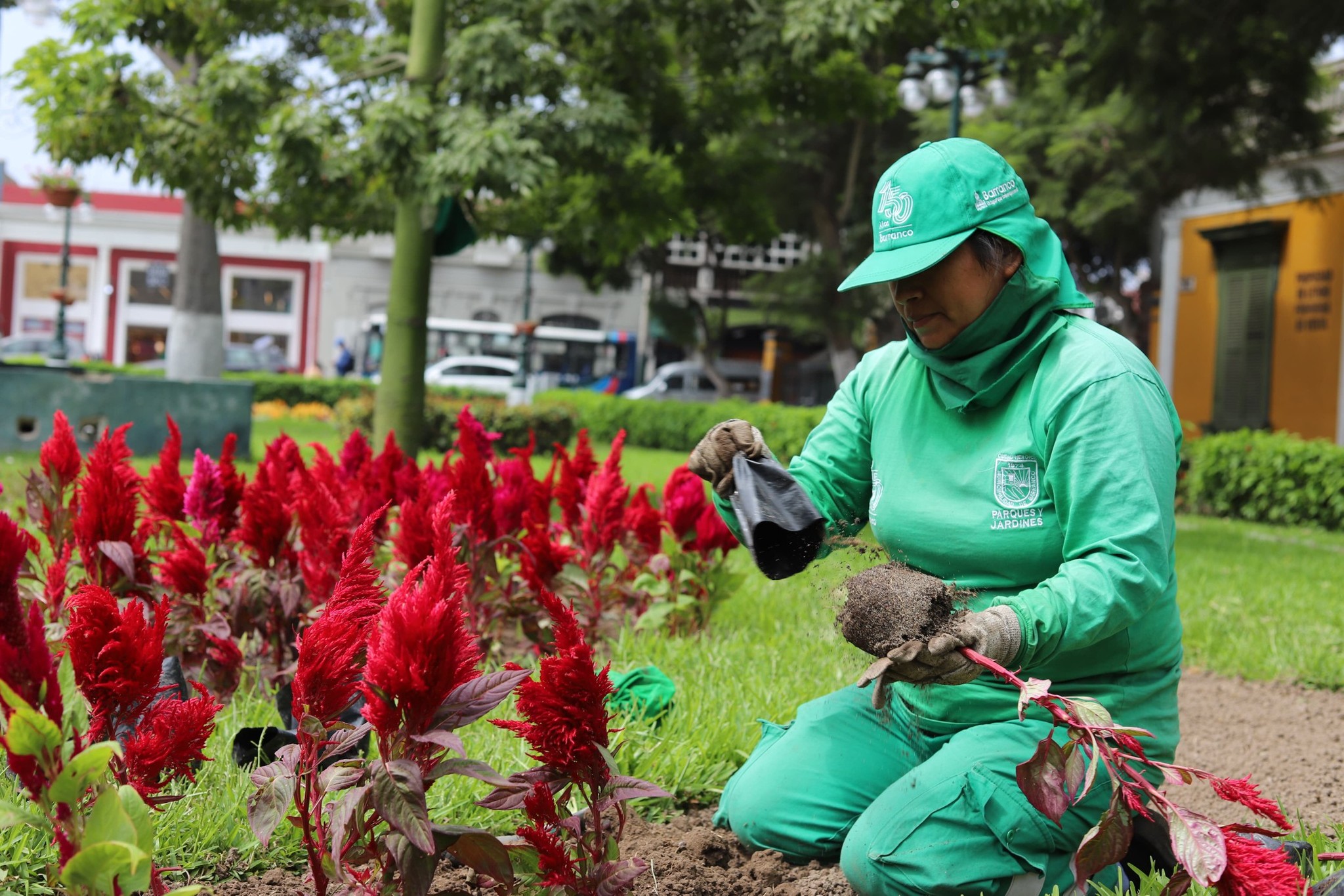 Plantas del Vivero Municipal de Barranco