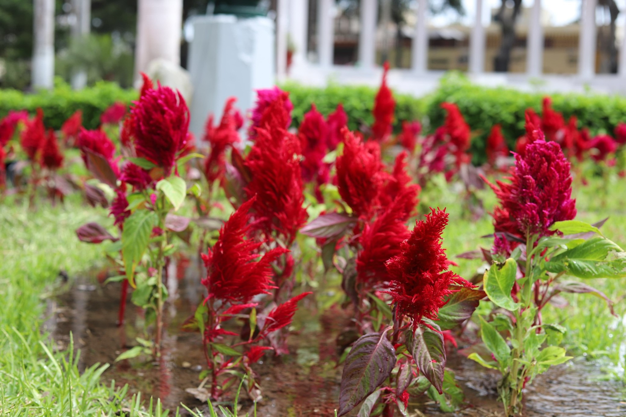 Plantas del Vivero Municipal de Barranco
