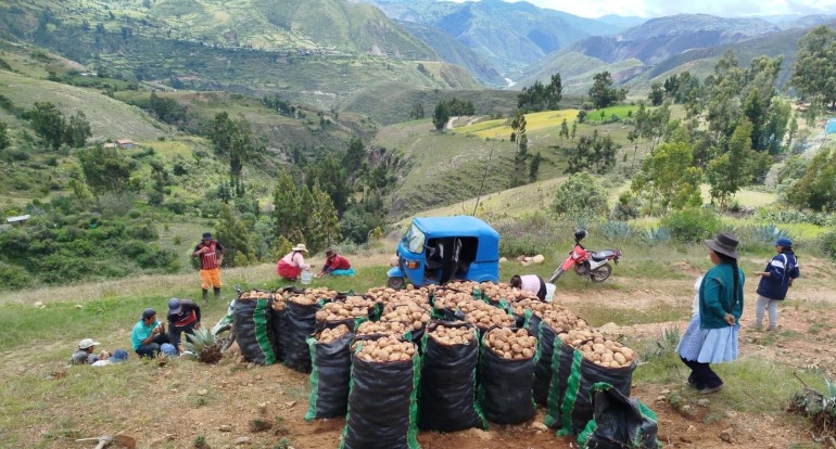 resultados positivos de la cadena productiva de la papa, el maíz y las arvejas que se impulsa a través del proyecto “Mejoramiento y ampliación de los servicios de apoyo al desarrollo productivo en 12 unidades productoras de los 12 distritos de la provincia de Angaraes - Huancavelica” más conocido como Mishka Tarpuy.
