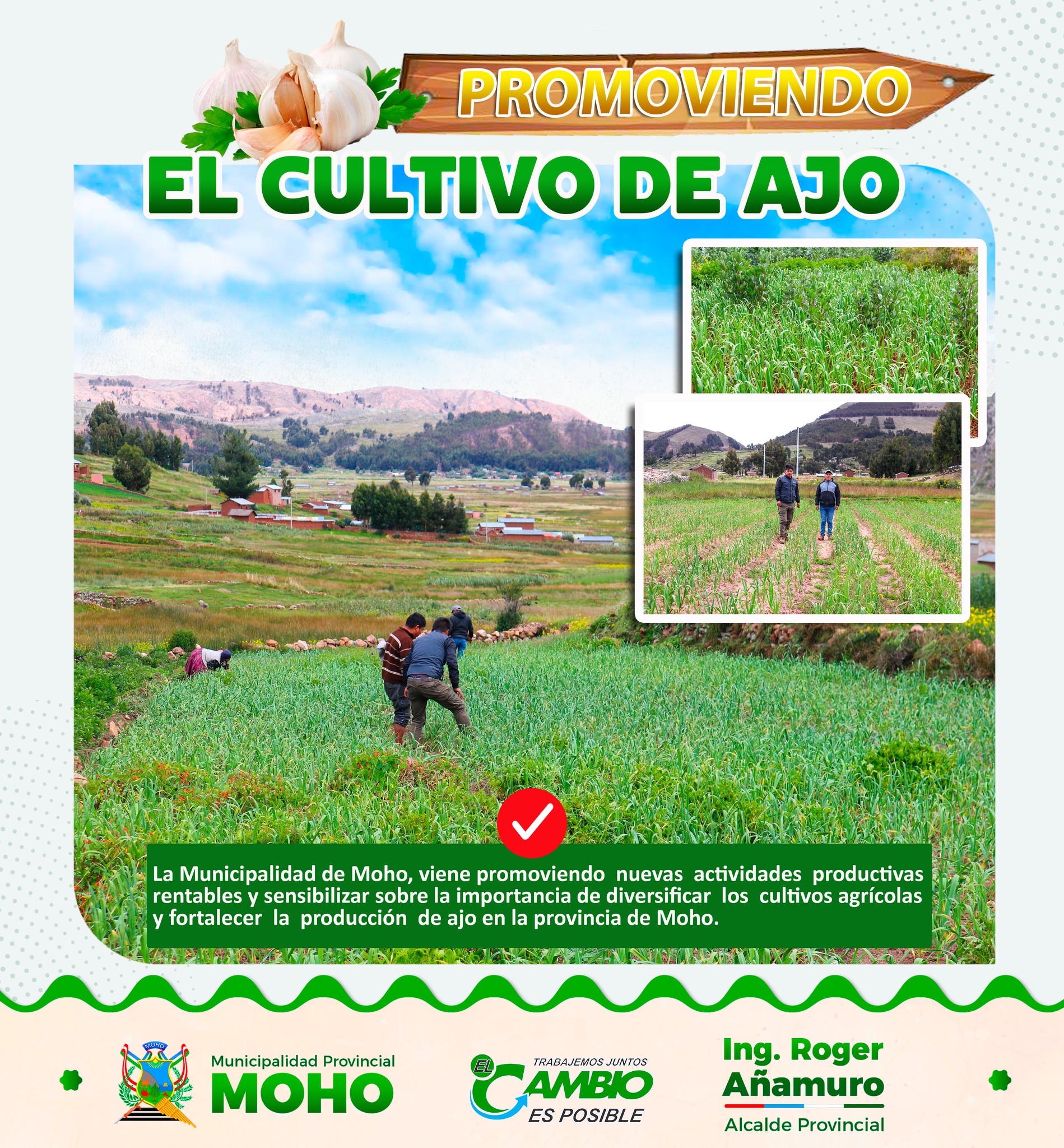 Impulsando la agricultura local: Diversificación y fortalecimiento del cultivo de ajo en Moho