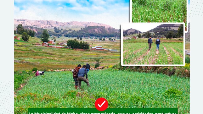 Impulsando la agricultura local: Diversificación y fortalecimiento del cultivo de ajo en Moho