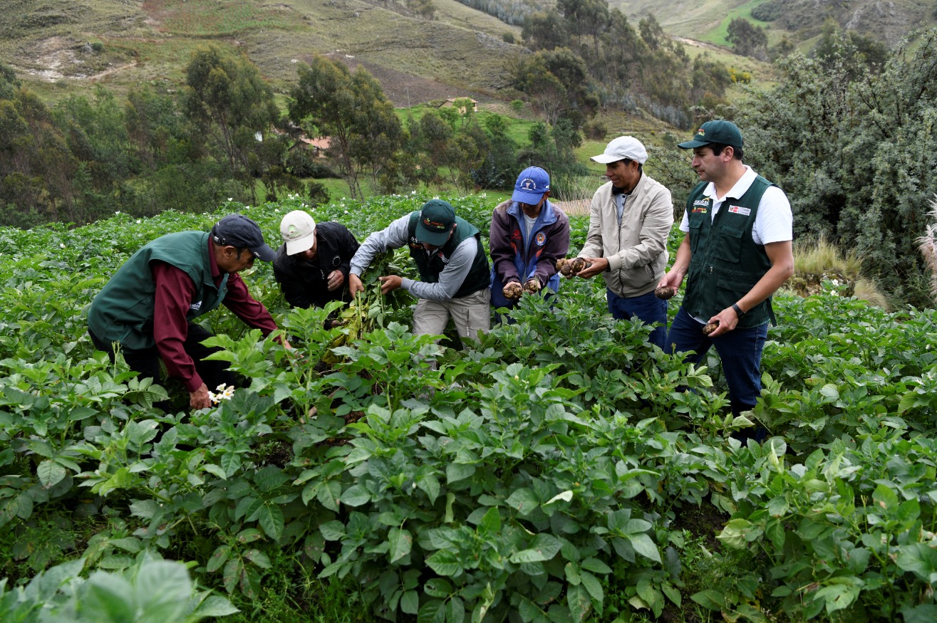 El MIDAGRI será el responsable del monitoreo y seguimiento en el cumplimiento de la medida a favor de 4,020 productores agropecuarios