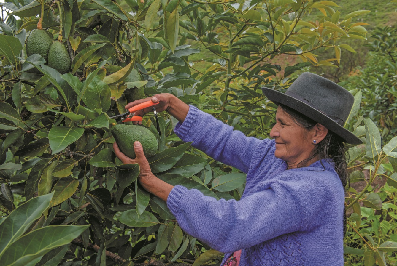El MIDAGRI será el responsable del monitoreo y seguimiento en el cumplimiento de la medida a favor de 4,020 productores agropecuarios