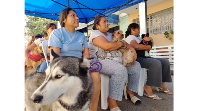 Durante esta actividad, se compartieron valiosos consejos sobre el cuidado y bienestar de nuestras  mascotas, así como también  servicios gratuitos de desparasitación interna y externa, limpieza de oídos, tratamiento anti pulgas y corte de uñas para nuestros engreídos de 4 patas.
La Municipalidad de El Agustino agradece  a los vecinos que participaron y se preocuparon por el bienestar de sus fieles compañeros.
¡Juntos seguiremos fomentando el cuidado responsable y un entorno saludable para nuestras mascotas!
