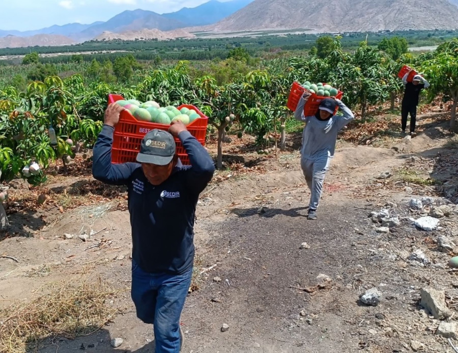 En el “Día del Trabajo”, más de 2 millones de agricultores conquistan el mundo con productos agrícolas de calidad