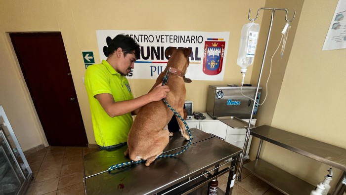 Mascota