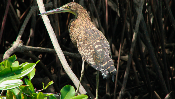 Global Big Day 2025: Perú moviliza a sus ANP para participar en la observación de aves a nivel mundial