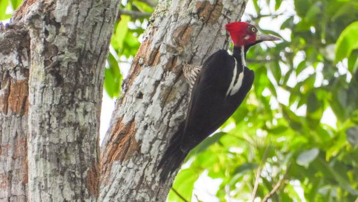 Global Big Day 2025: Perú moviliza a sus ANP para participar en la observación de aves a nivel mundial