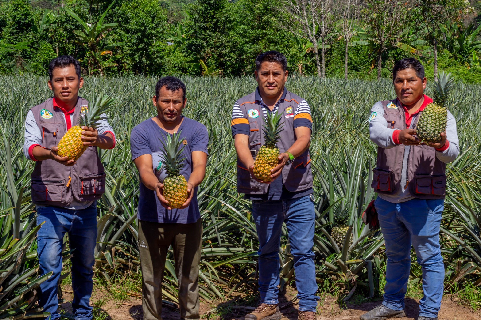 Producción de piña