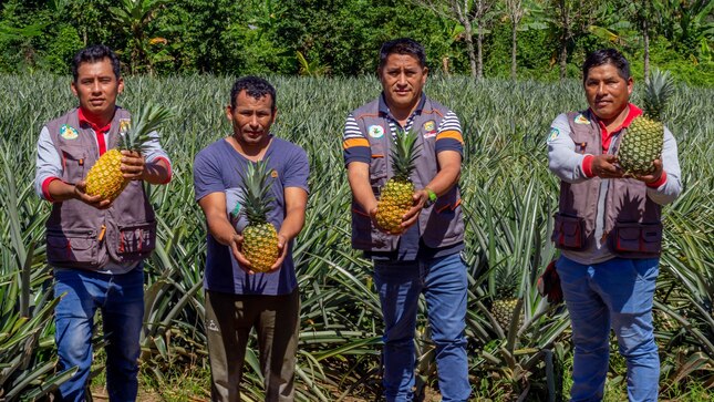Producción de piña
