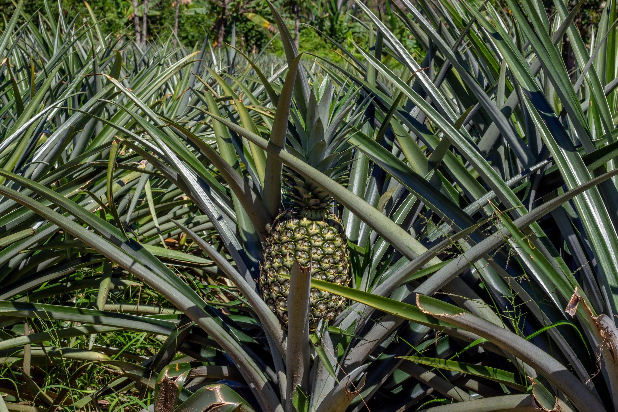 Producción de piña de calidad