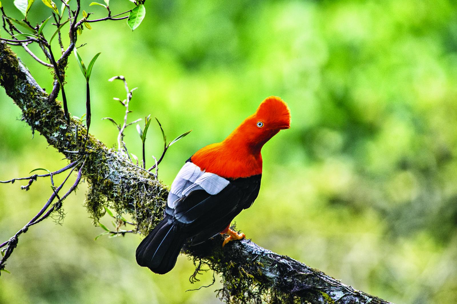 PROMPERÚ: Global Big Day 2025 es una oportunidad para promover el turismo de naturaleza