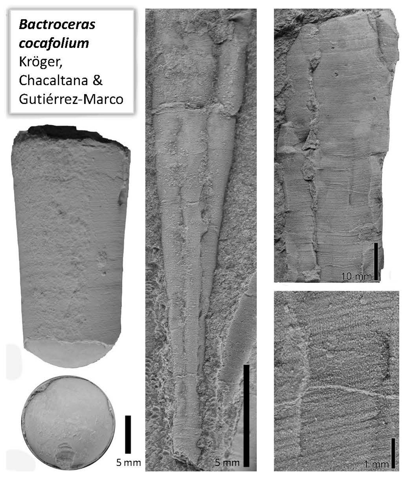 Bactroceras cocafolium. Diversos especímenes procedentes del yacimiento de Kimbiri Alto (provincia de La Convención, Departamento del Cusco). La abertura de la concha se orienta hacia arriba en todos los casos.
