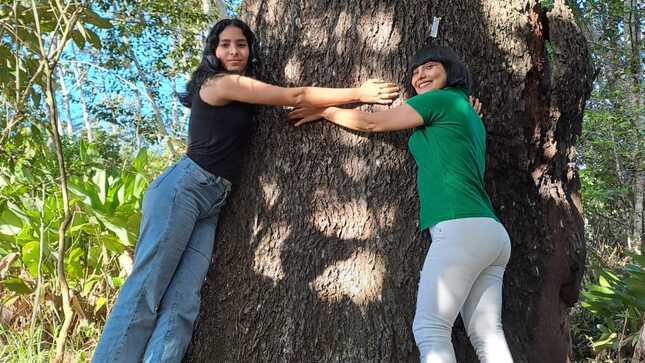 Archivo JPGE Del bosque a tu mesa: El camino de la castaña desde Madre de Dios al Perú entero
