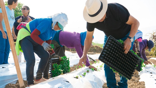 Huarmey apuesta por la diversificación agrícola con instalación de parcelas demostrativas de fresas