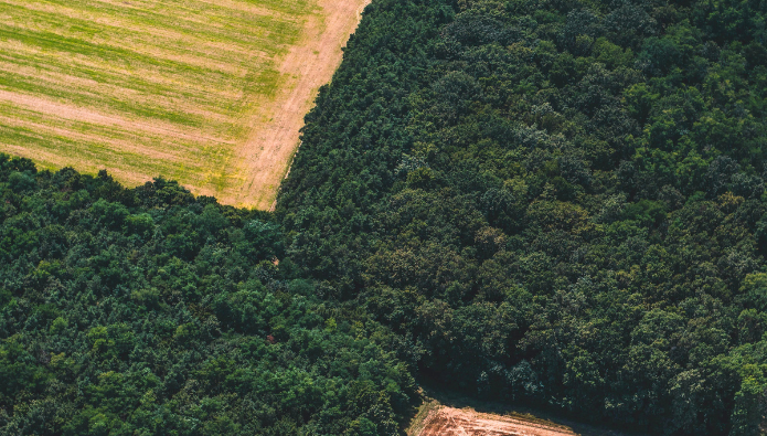 deforestación