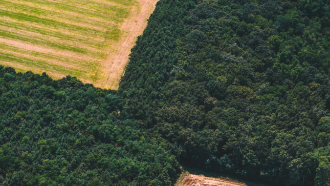 deforestación