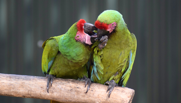 guacamayo