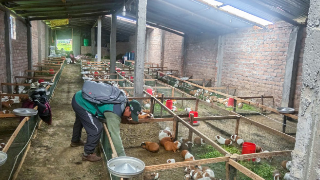 Galpón demostrativo de crianza de cuyes en Acocro