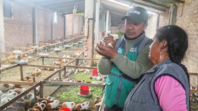 Capacitación en galpón de cuyes